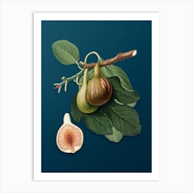 Vintage Fig Botanical Art on Teal Blue n.0197 Art Print