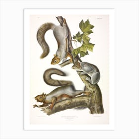 Migratory Squirrel, John James Audubon Art Print