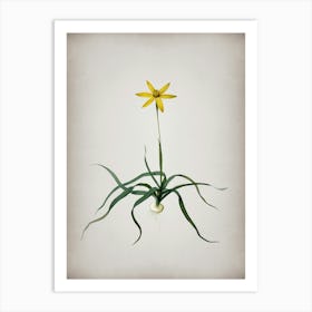 Vintage Hypoxis Stellata Botanical on Parchment n.0026 Art Print