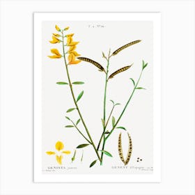 Spanish Broom, Pierre Joseph Redoute Art Print