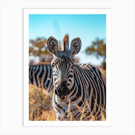 Zebras In The Grass Art Print