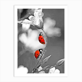 Ladybugs On A Flower Art Print