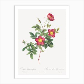 Alpine Rose, Pierre Joseph Redoute (2) Art Print