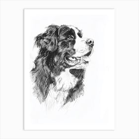 Bernese Mountain Dog Line Sketch 1 Art Print