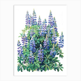 Lupine Art Print