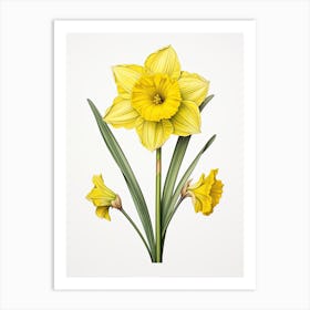 Daffodils Flower Vintage Botanical 3 Art Print