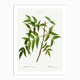 European Ash, Pierre Joseph Redoute 1 Art Print