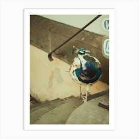 Peacock On The Steps Art Print