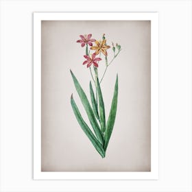 Vintage Blackberry Lily Botanical on Parchment Art Print