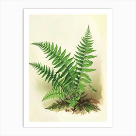 Vintage Illustration Sensitive Fern 3 Art Print