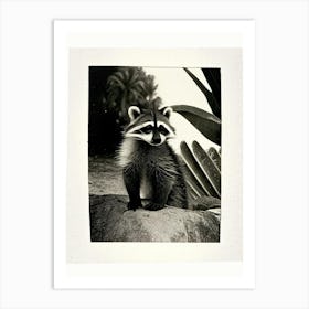 Cozumel Raccoon Vintage Photography Art Print