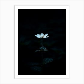 Single Flower In The Dark 31 Art Print