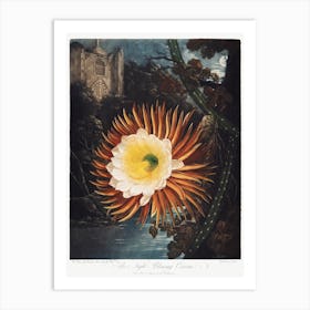 The Night–Blowing Cereus From The Temple Of Flora (1807), Robert John Thornton Art Print