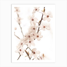 White Cherry Blossoms Art Print