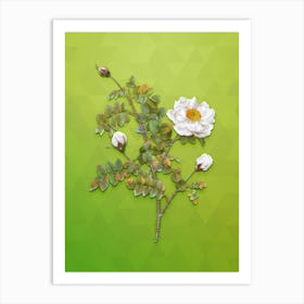 Vintage White Burnet Roses Botanical Art on Love Bird Green n.1043 Art Print