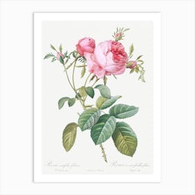 Rose De Mai, Pierre Joseph Redoute Art Print