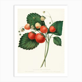 Strawberry Print Art Print