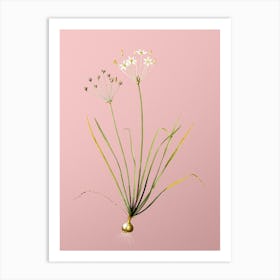 Vintage Allium Straitum Botanical on Soft Pink n.0259 Art Print