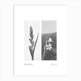 Gladiolus Botanical Collage 1 Art Print