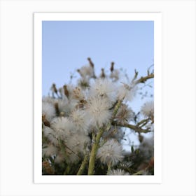 White Flowers On A Bush Art Print