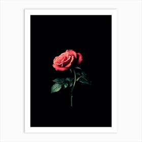 Rose On A Black Background 13 Art Print