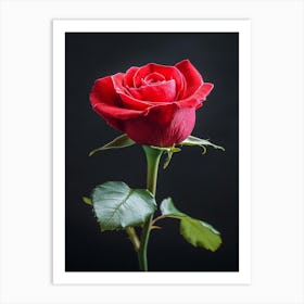 Single Red Rose Isolated On Black Background 5 Art Print