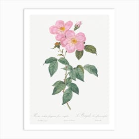 Single Tea Scented Rose Vintage Art Print