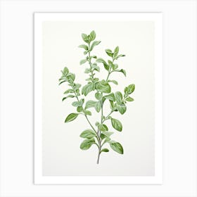 Oregano Vintage Botanical Herbs 2 Art Print
