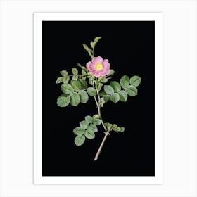 Vintage Pink Sweetbriar Rose Botanical Illustration on Solid Black n.0761 Art Print