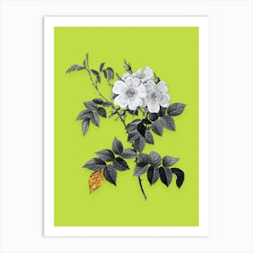 Vintage White Rosebush Black and White Gold Leaf Floral Art on Chartreuse n.0490 Art Print