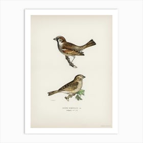 Common Chiffchaff, The Von Wright Brothers 1 Art Print