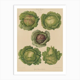 Cabbages 5 Art Print