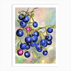 Blackcurrant Vintage Sketch Fruit Art Print