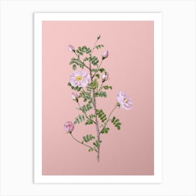 Vintage Pink Scotch Briar Rose Botanical on Soft Pink Art Print