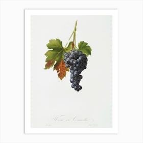 Raisin Grape (Vitis Vinifera Circumpadana) From Pomona Italiana (1817 1839), Giorgio Gallesio Art Print