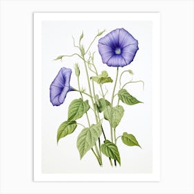 Morning Glories Flower Vintage Botanical 1 Art Print