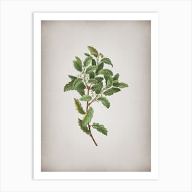 Vintage Evergreen Oak Botanical on Parchment n.0250 Art Print