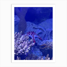 Starfish In An Aquarium Art Print