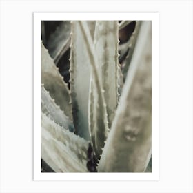 Aloe Vera_2191203 Art Print