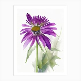 Purple Coneflower Wildflower Watercolour 2 Art Print