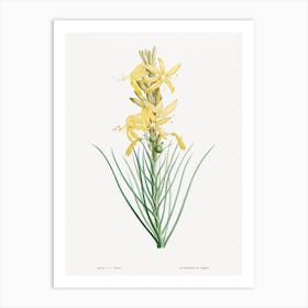 Yellow Asphodel, Pierre Joseph Redoute 1 Art Print