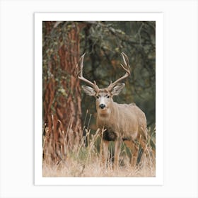 Arizona Trophy Mule Deer Art Print
