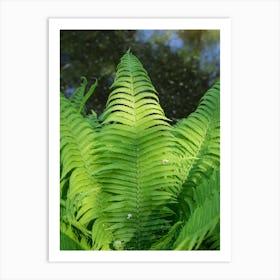 Green fern leaves by the lake Art Print