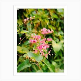 Pink Flowers in the Caribbean Art Print