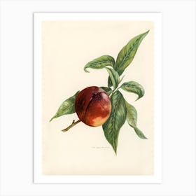 Vintage Illustration Of Pine Apple Nectarines, John Wright Art Print