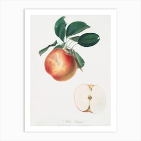 Apple (Malus Domestica) From Pomona Italiana (1817 - 1839), Giorgio Gallesio Art Print
