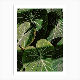 Abstract Philodendron Plant In Sunset Art Print