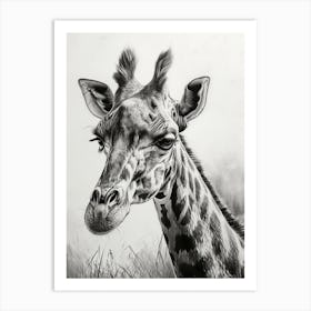 Pencil Portrait Of A Giraffe Art Print