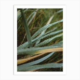 Water Droplets On A Leaf Art Print