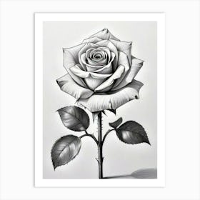 Black And White Rose Art Print